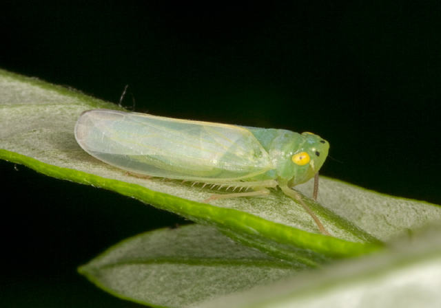 Pagaronia minor Cicadellidae