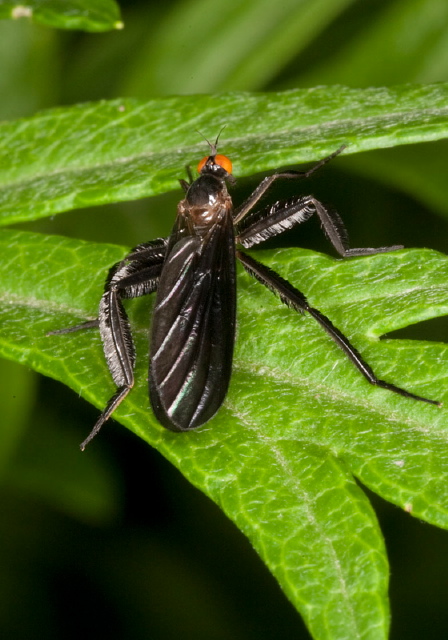 Rhamphomyia longicauda Empididae