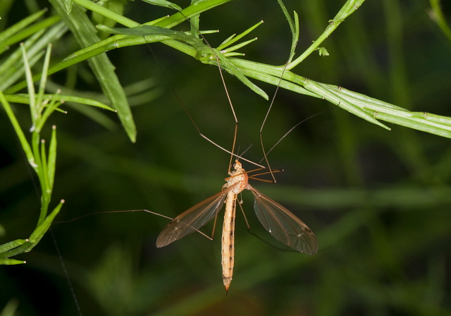 Nephrotoma sp. Tipulidae