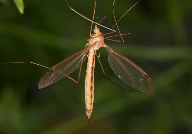 Nephrotoma sp. Tipulidae