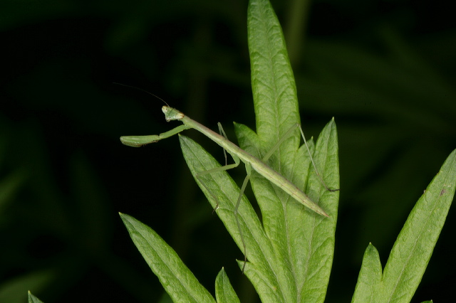 Tenodera aridifolia Mantidae