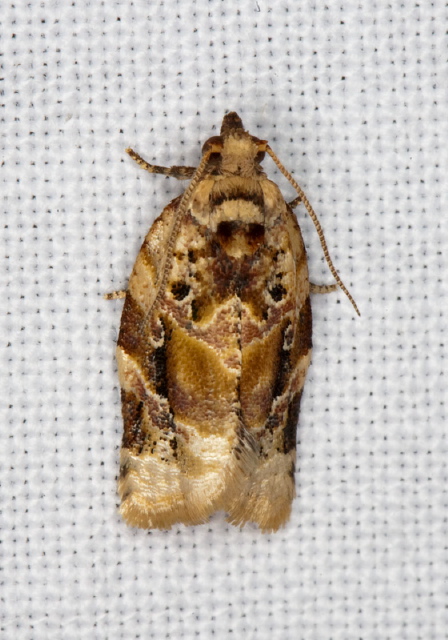 Argyrotaenia velutinana Tortricidae