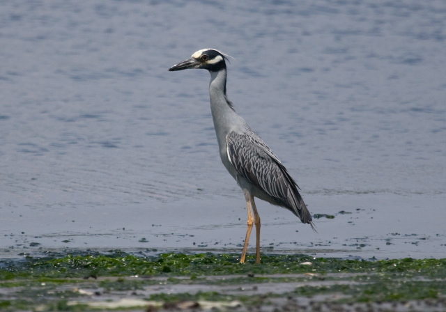 Nyctanassa violacea Ardeidae