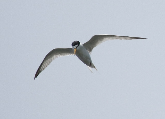 Sterna antillarum Sternidae