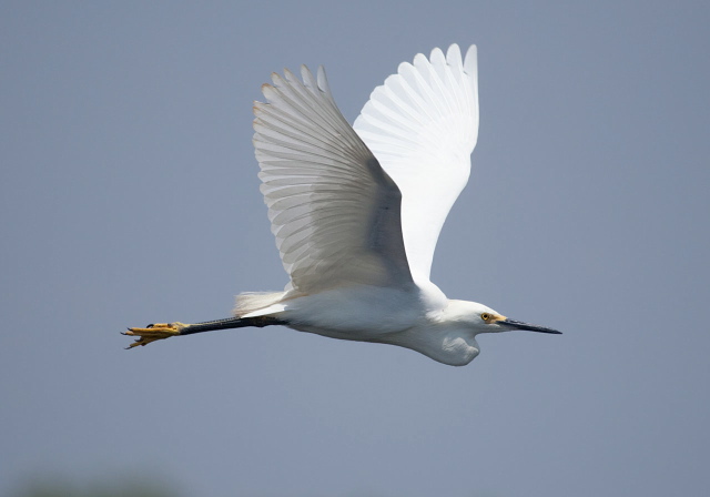 Egretta thula Ardeidae