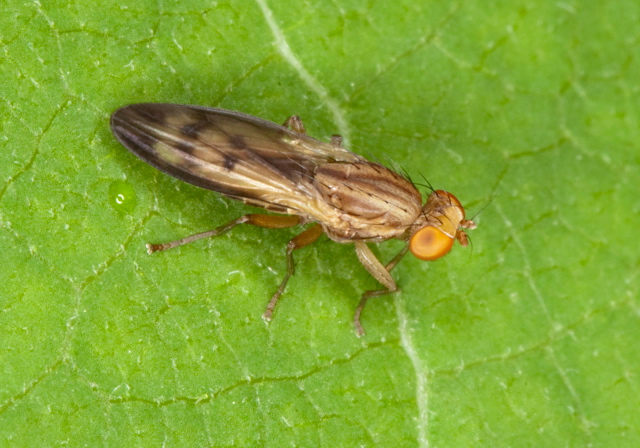 Opomyza germinationis Opomyzidae