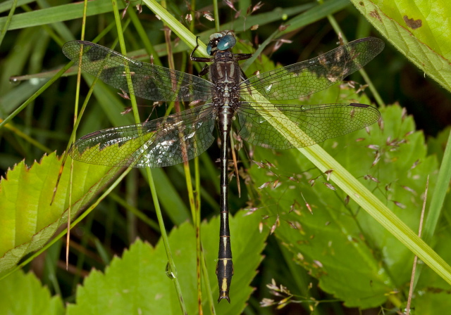 Gomphus exilis Gomphidae