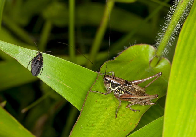 Metrioptera roeselii Tettigoniidae