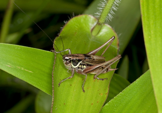 Metrioptera roeselii Tettigoniidae