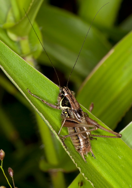 Metrioptera roeselii Tettigoniidae