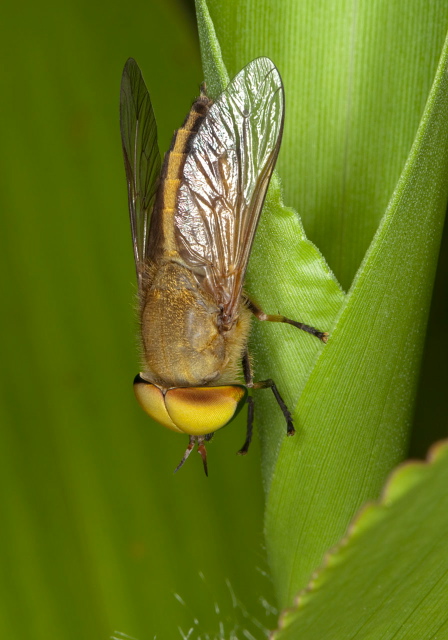 Tabanus sp. Tabanidae