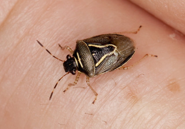 Mormidea lugens Pentatomidae