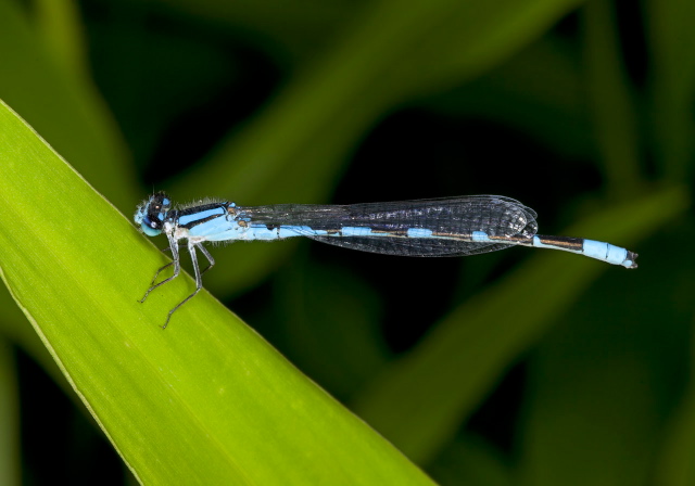 Enallagma carunculatum? Coenagrionidae