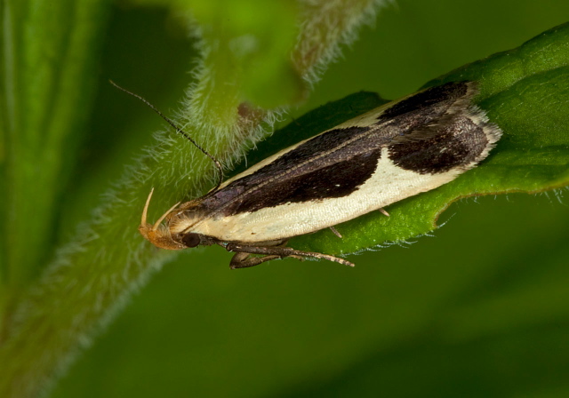 Dichomeris flavocostella Gelechiidae