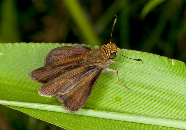 Euphyes vestris Hesperiidae