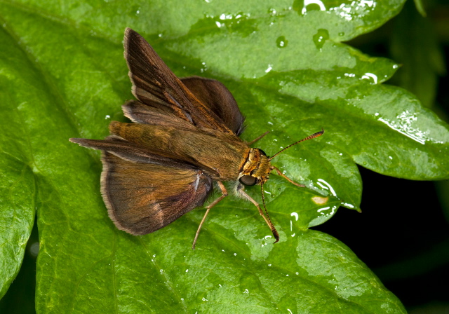 Wallengrenia egeremet Hesperiidae