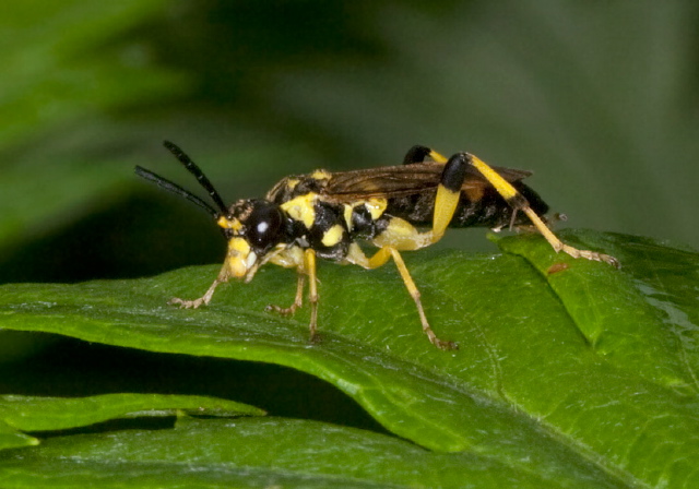 Macrophya sp. Tenthredinidae