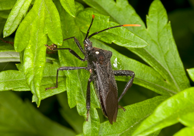 Acanthocephala terminalis Coreidae