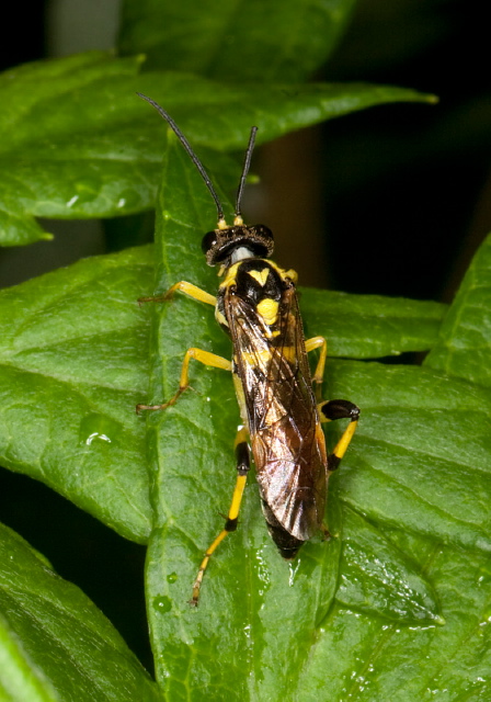 Macrophya sp. Tenthredinidae