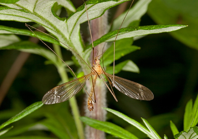 Tipula (Lunatipula) mallochi? Tipulidae