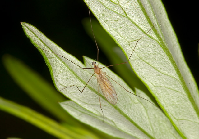 Antocha sp. Limoniidae