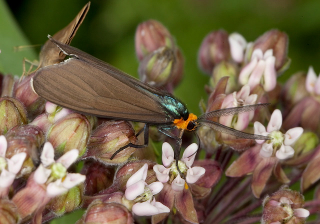 Ctenucha virginica Erebidae