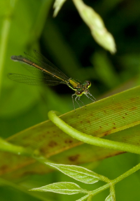 Sedge Sprite Coenagrionidae