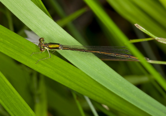 Sedge Sprite Coenagrionidae