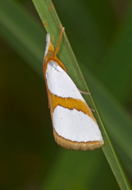 Vaxi auratella Crambidae