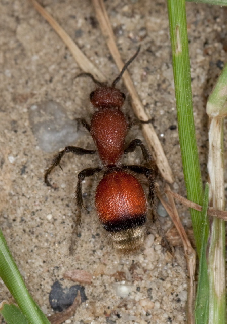 Dasymutilla nigripes? Mutillidae