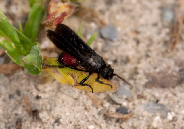 Dasymutilla nigripes? Mutillidae