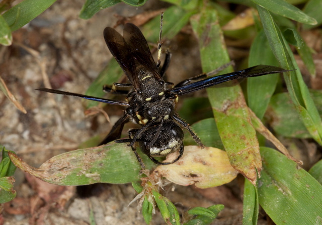 Cerceris fumipennis Crabronidae