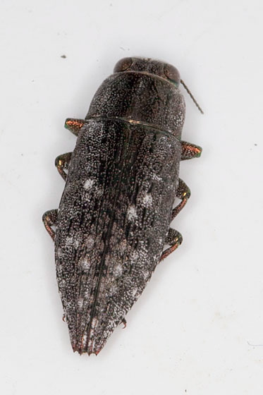 Dicerca lurida Buprestidae