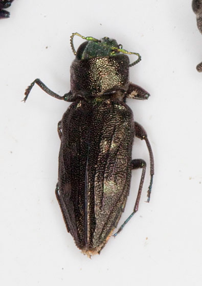 Chrysobothris sexsignata? Buprestidae