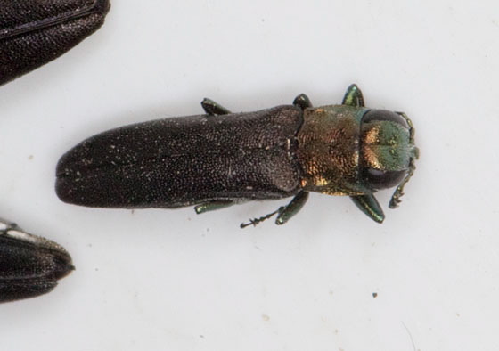 Agrilus Buprestidae