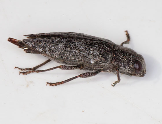 Dicerca lurida Buprestidae