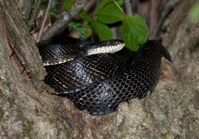 Elaphe obsoleta Colubridae