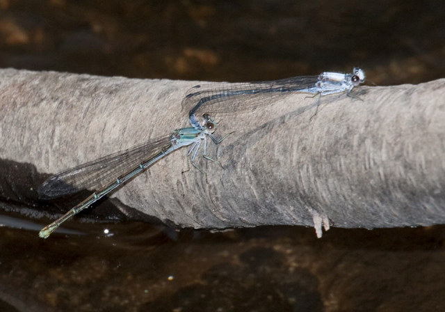 Argia moesta Coenagrionidae