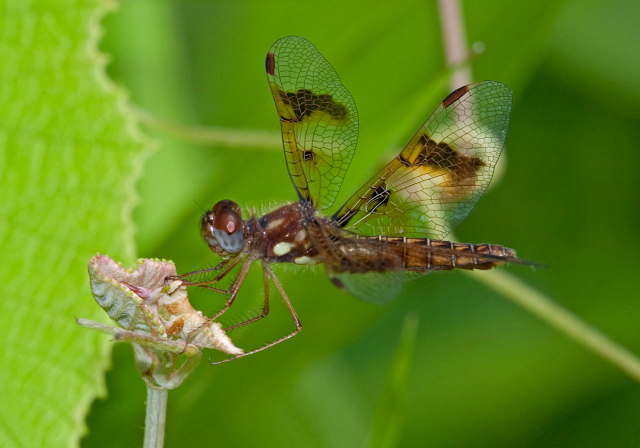 Perithemis tenera Libellulidae