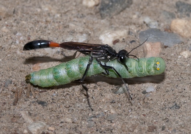 Ammophila sp. Sphecidae