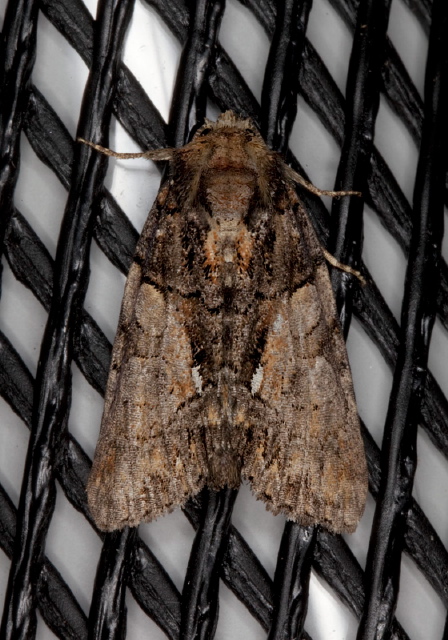 Chytonix palliatricula Noctuidae