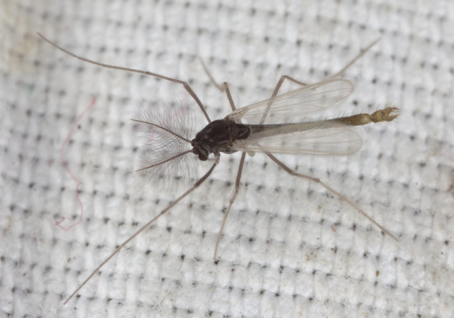   Chironomidae