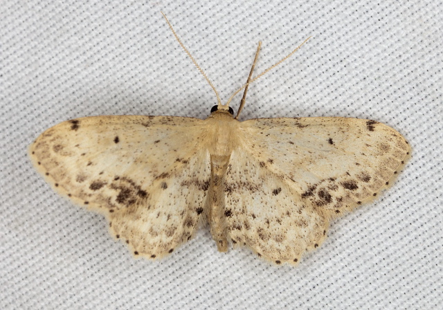 Idaea dimidiata Geometridae