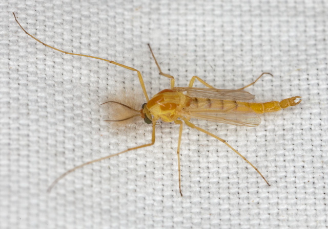 Cryptochironomus blarina? Chironomidae