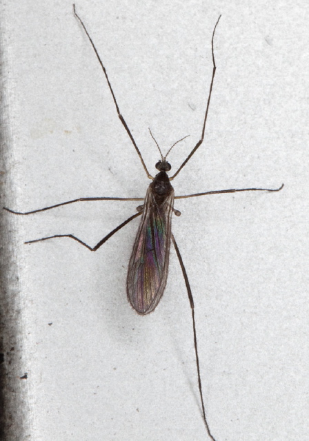 Ormosia sp.? Limoniidae