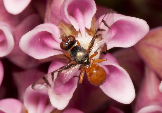 Rivellia colei or quadrifasciata Platystomatidae