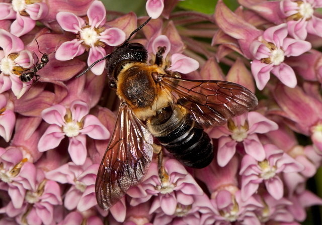 Megachile sculpturalis Megachilidae