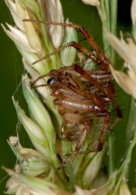 Neoscona arabesca Araneidae