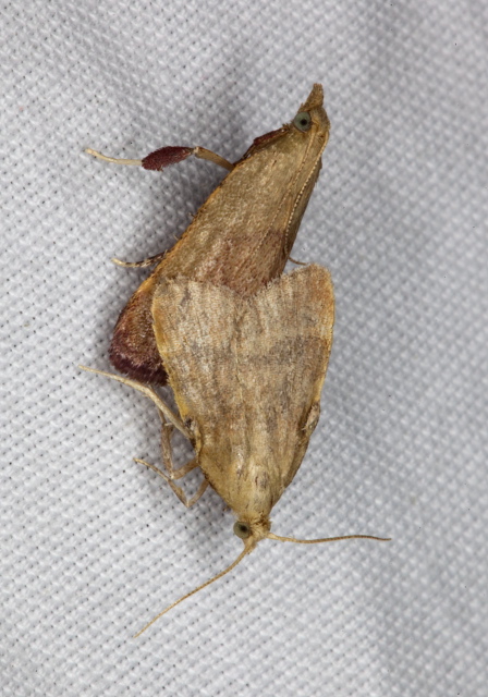 Condylolomia participalis Pyralidae