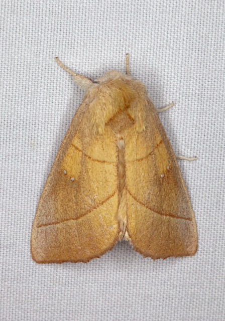 Nadata gibbosa Notodontidae